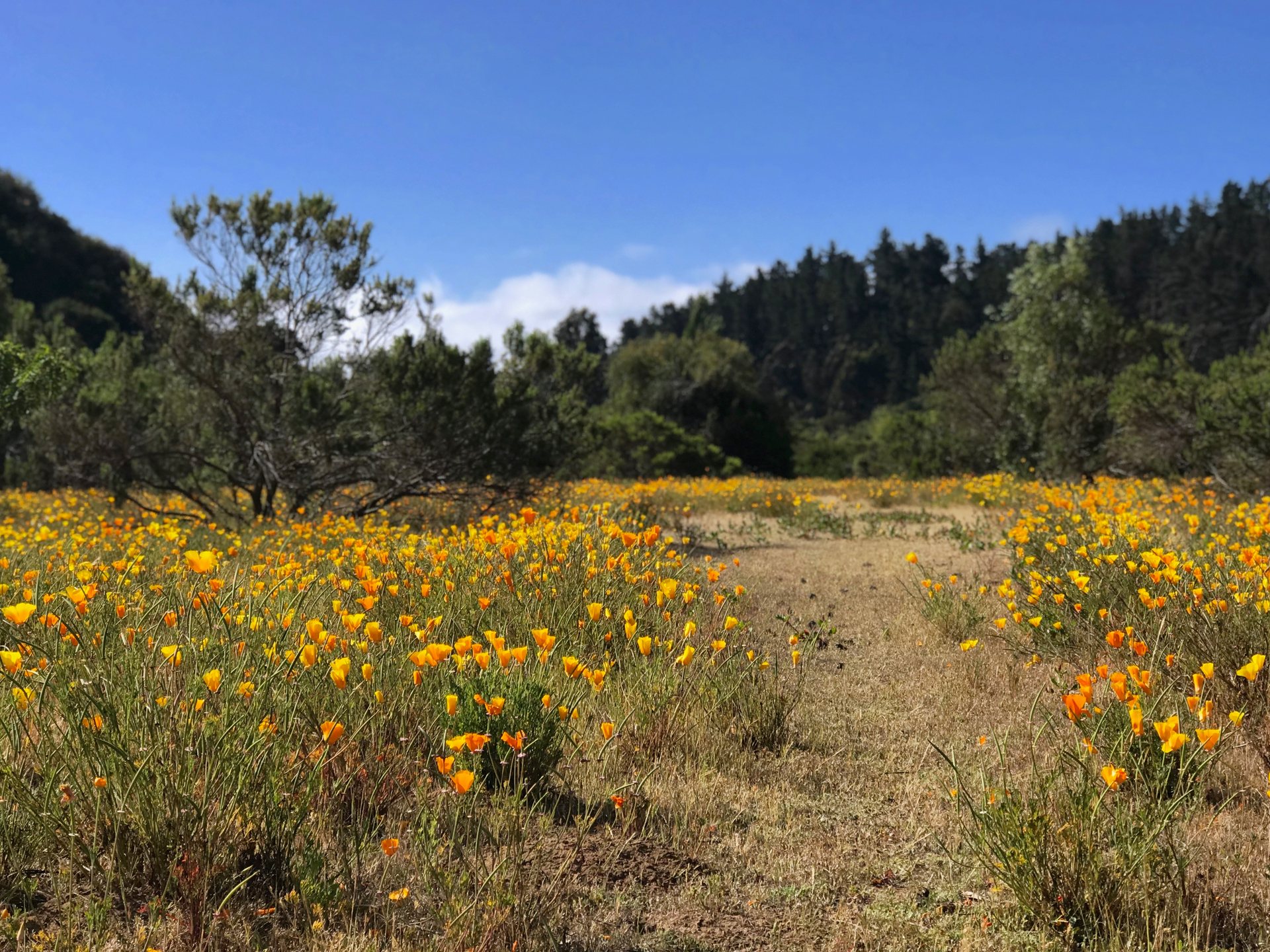 El valle florido en primavera — Parcela 1, Parcela Los Litres