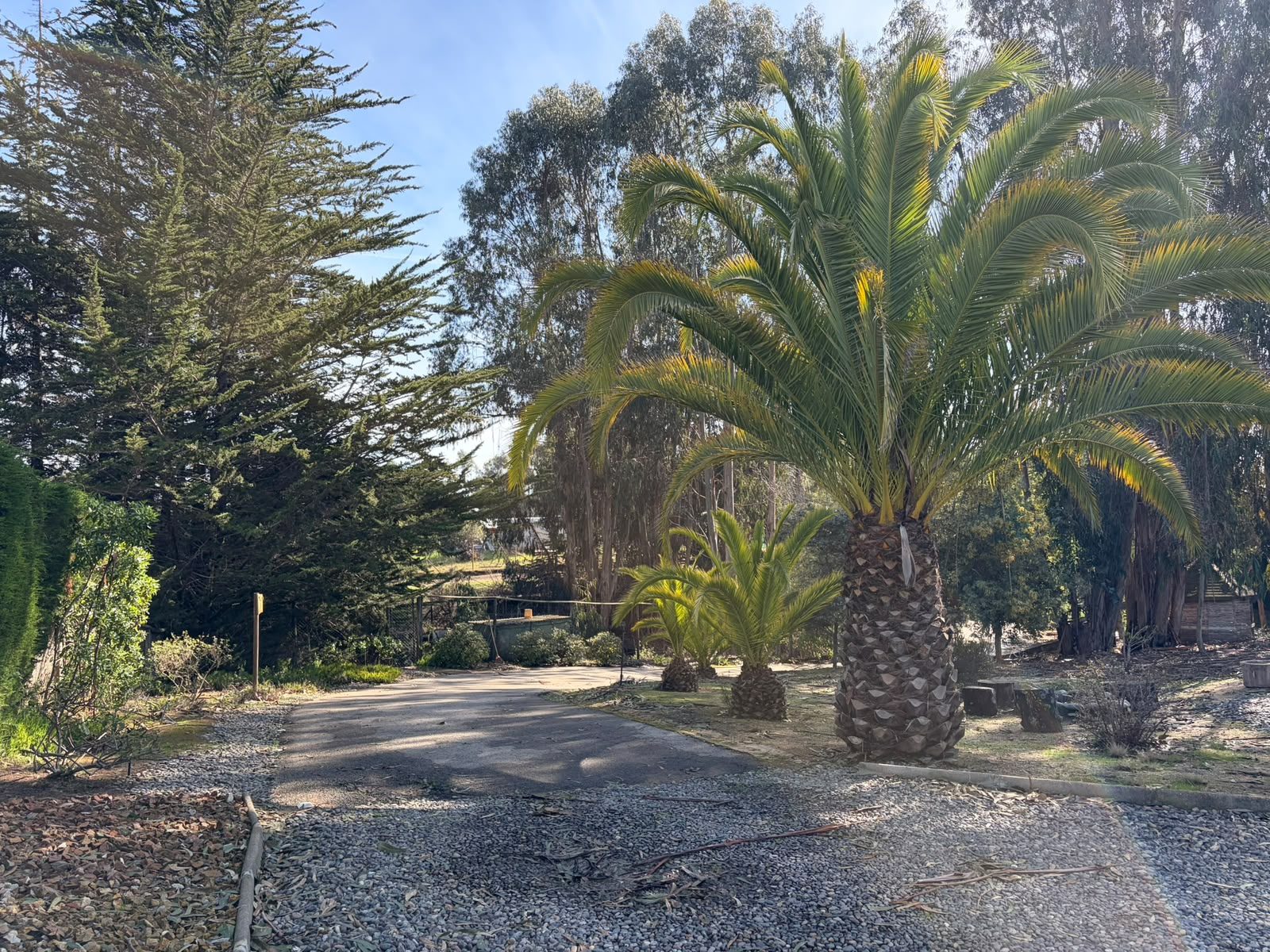El acceso entre palmeras — Parcela 1, Parcela familiar con piscina